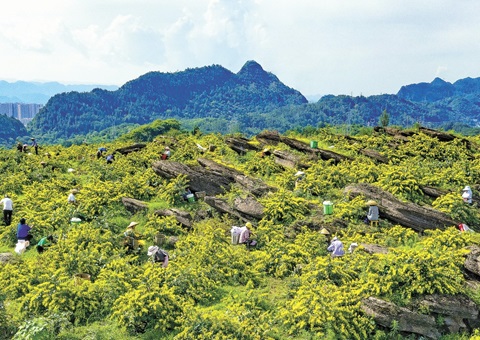 ������ɽ��һ��ɽ����������19��Ԫ�ۺϲ�ֵ